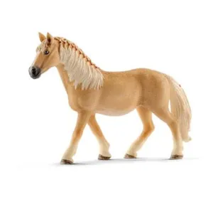 Haflinger Mare